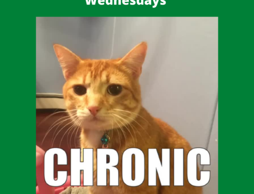 Words from Mr. Cuddles® Wednesdays, Educational Video Cat Presents the Word “Chronic”