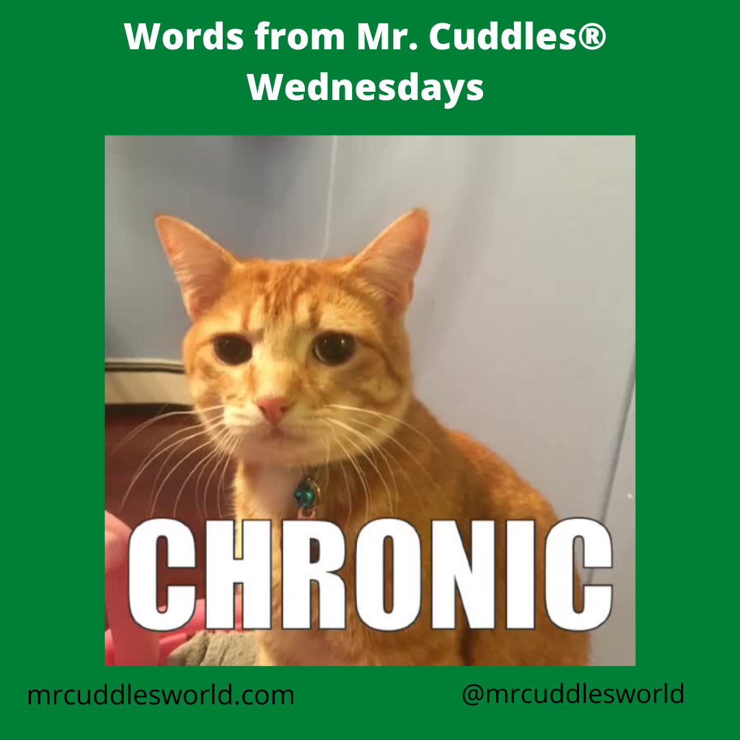 Words from Mr. Cuddles® Wednesdays, Educational Video Cat Presents the Word “Chronic”
