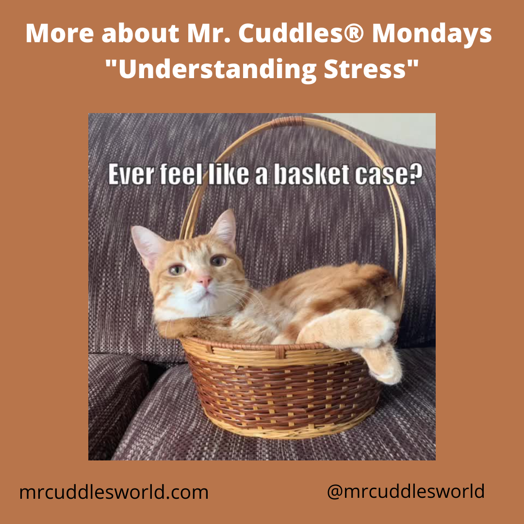 More About Mr. Cuddles® Monday, Educational Video Star Talks about How He Handles Stress